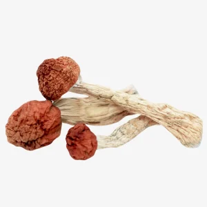 Amazonian Magic Mushrooms