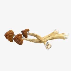 Big Mex Magic Mushrooms