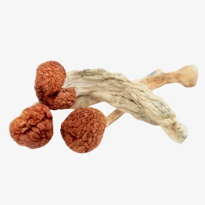 Cambodian Magic Mushrooms