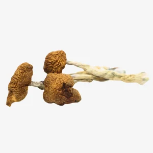 Daddy Long Legs Magic Mushrooms
