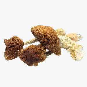 Golden Teachers Magic Mushrooms