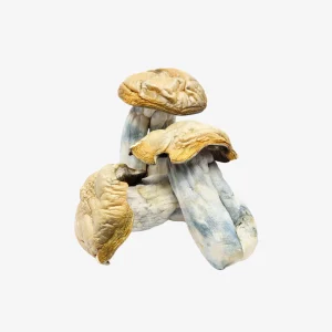 Hillbilly Magic Mushrooms