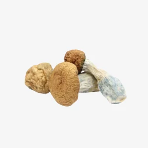 Makilla Gorilla Magic Mushrooms