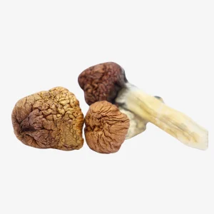 Mazatapec Magic Mushrooms