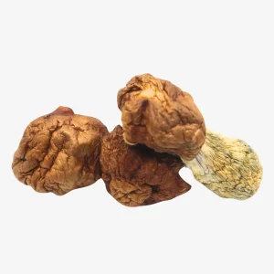 Penis Envy Dino Eggs Magic Mushrooms