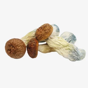 Penis Envy Magic Mushrooms