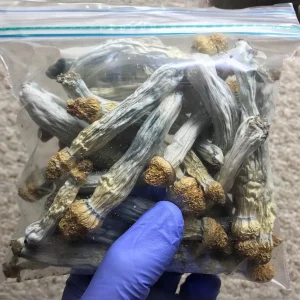 Penis Envy Mushroom