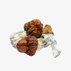 Texas Yellow Cap Magic Mushrooms