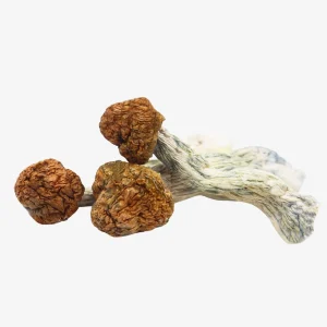 Trinity Magic Mushrooms