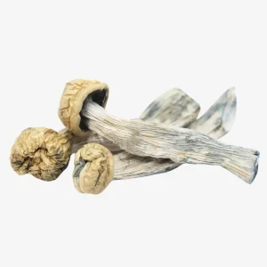 Yeti Magic Mushrooms